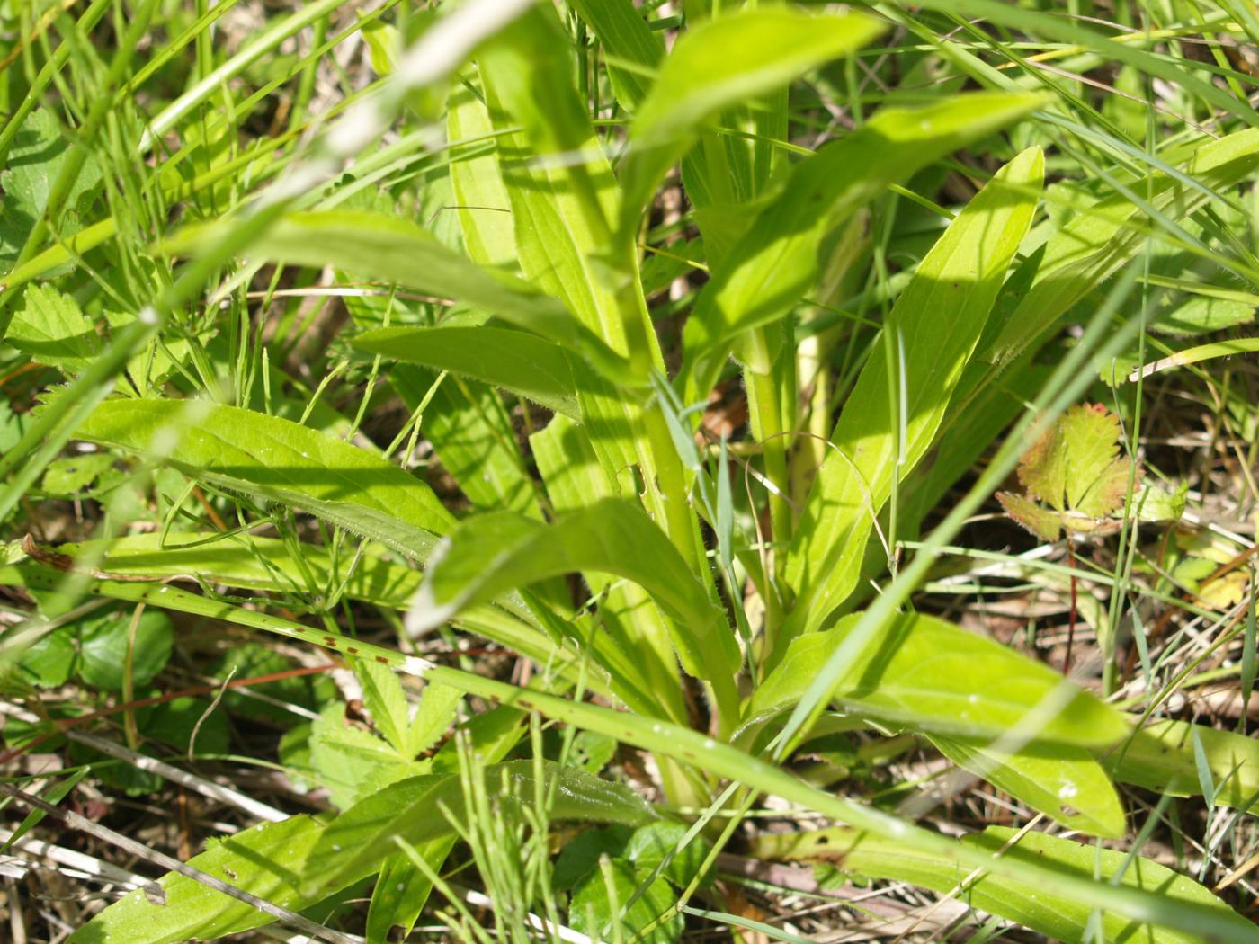 Foxglove, Small Yellow leaf